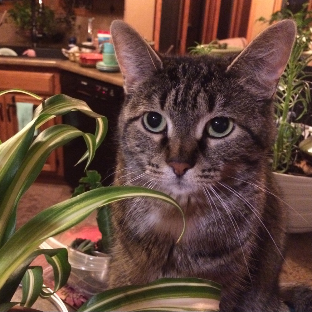 Meet your Posher, Emily